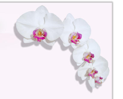 Petra Schauer Orchideen