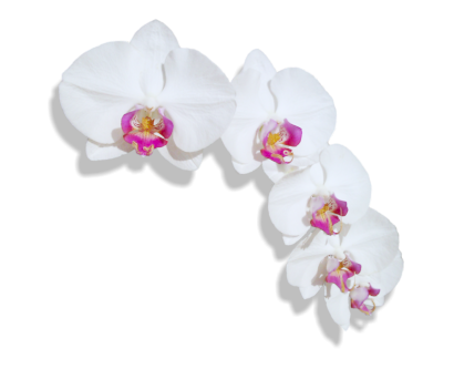 Petra Schauer Orchideen